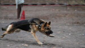 Canine Trainer Dog Run Fast