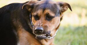 Cuándo ponerse en contacto con un abogado especializado en mordeduras de perro | Whitley Law Firm