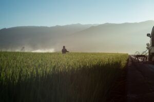 Cropland crops daylight 1476091 scaled