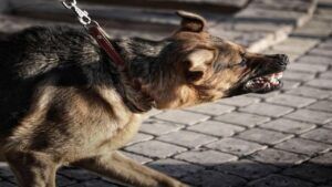 Aggressive Dog Shows Teeth and Looks Like a Spooky Gargoyle