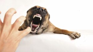Angry Purebred Belgian Shepherd Malinois