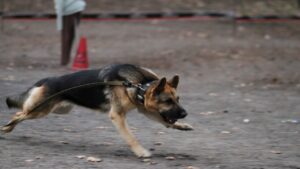 Canine Trainer Dog Run Fast