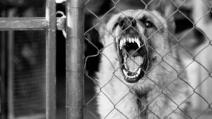New Bern Dog Bite Lawyer